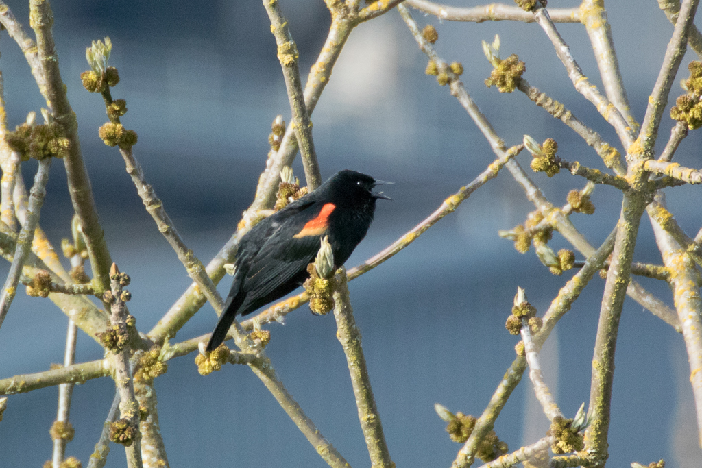 Red-winged Blackbird