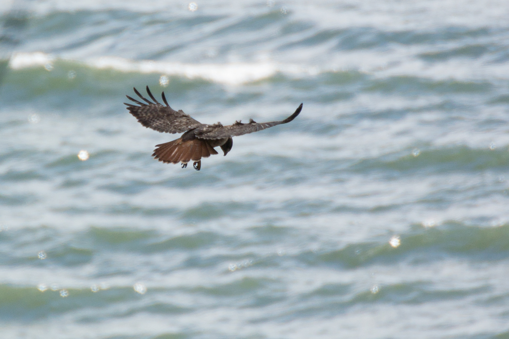 Red Tail Hawk