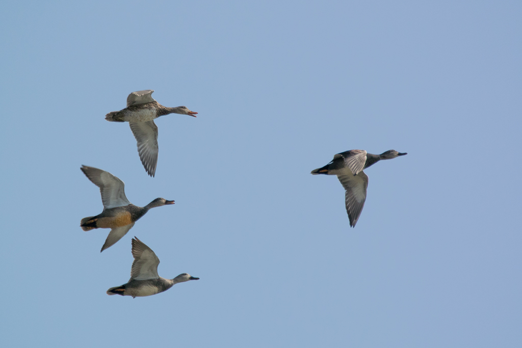 Gadwall