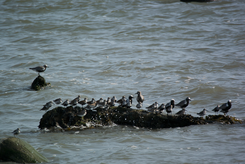 Black-bellied Plover and Dunlin