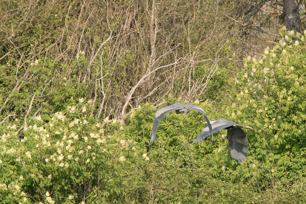 Great Blue Heron