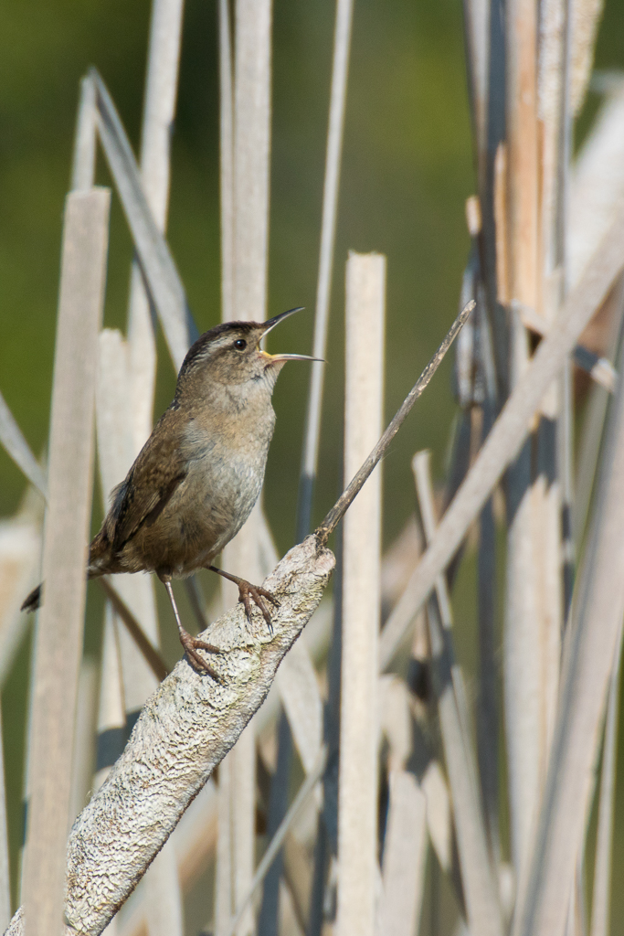 Marsh Wren