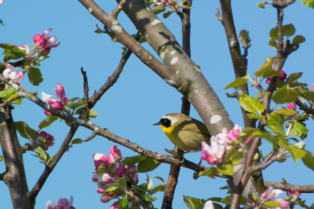 Common Yellowthroat