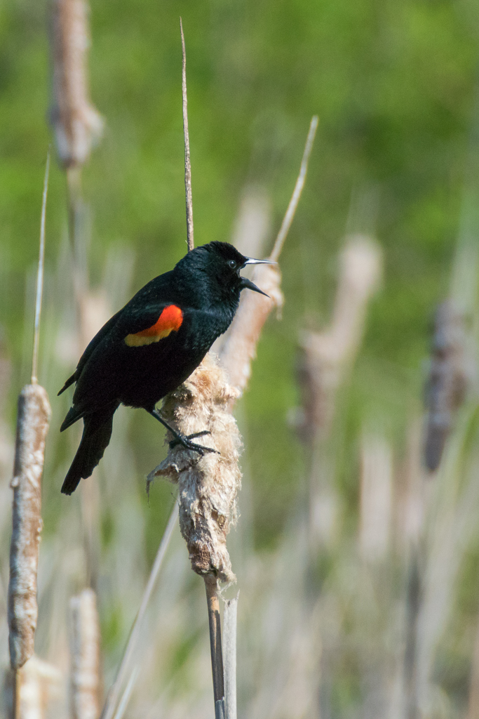 Red-winged Blackbird