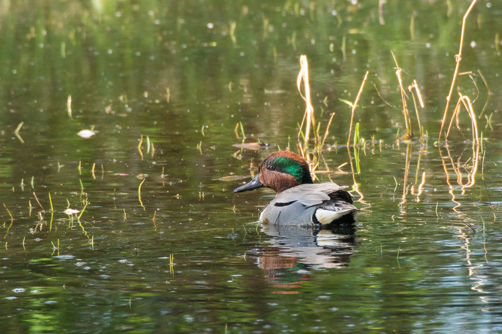 Green-winged Teal