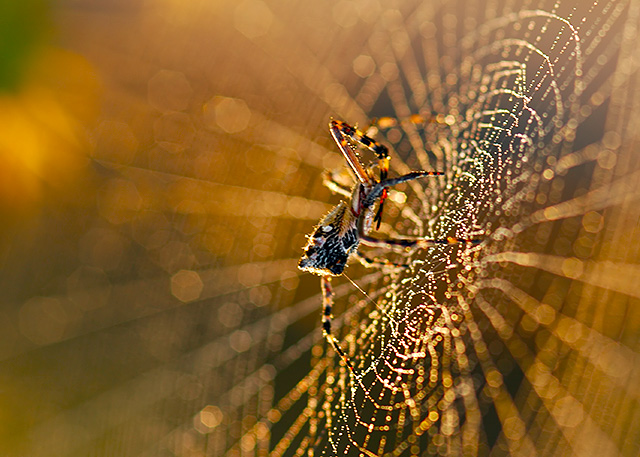Bokeh IV outtake 2