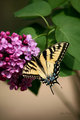 Tiger Swallowtail Butterfly