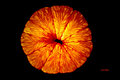 Orange Slice