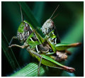 procreation