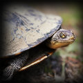 eastern long-necked turtle