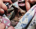 IMG_1280 wombat joey after being rescued from its dead mother