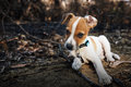 puppy in a burnt out land