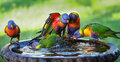 rainbow lorikeets at the birdbath