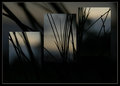 ... grasses in triptych ...