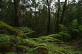 DAY ?. unedited. ferns .