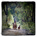 day 23. 50 days square crop. kangaroos on the firetrail
