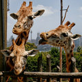 IMG_30564-3-giraffes-s4w.jpg