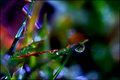 dewdrops in the grass