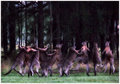 18-june 09 where i live. boxing kangaroos