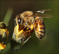 1-sept 09 macro. pollenator 