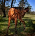 7-jan 2010. portrait of two horses