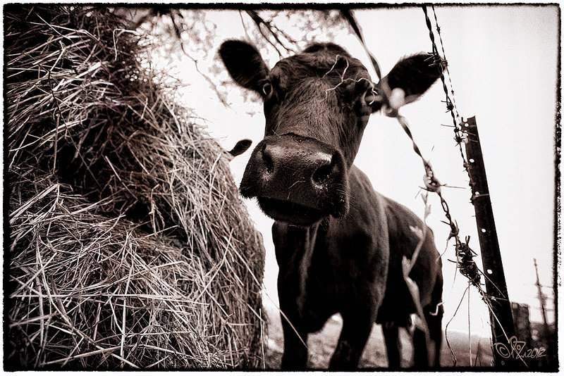 19 - Nov 12. OverlayOrAnything - cow