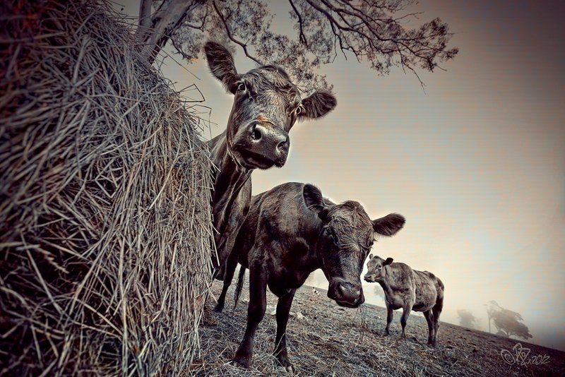 20 - Nov 12. OverlayOrAnything - cows .. and katee