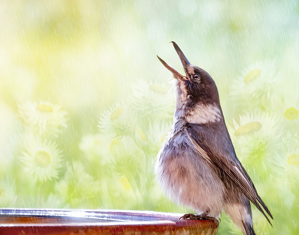Singing in the rain - out-take