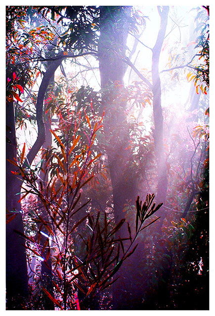 Purple Light
