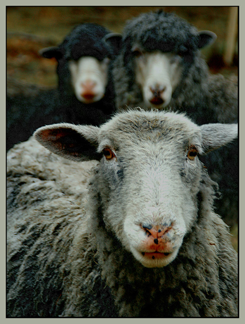 ... original of the three idiots ...