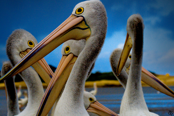 pelicans