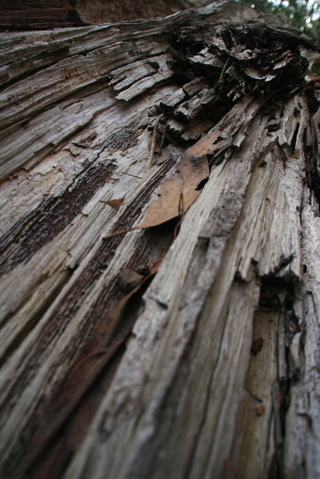 bark12-s4w.jpg