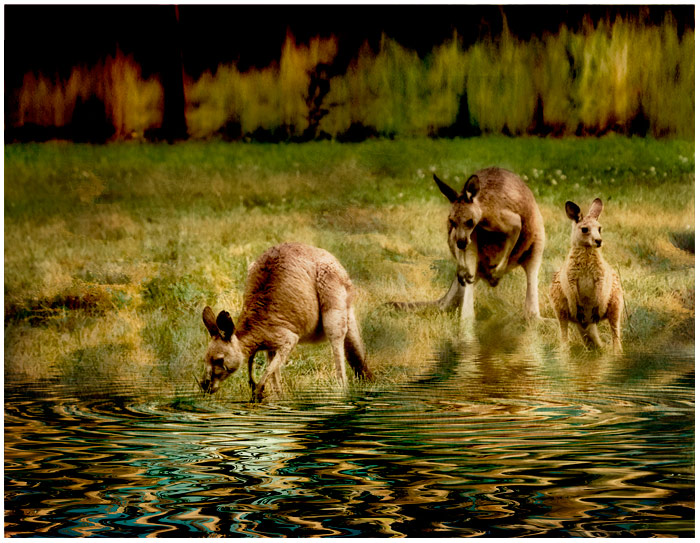 day 25. overlays. 3 kangaroos no.2