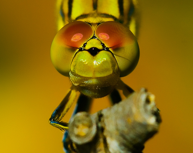 IMG_31381-dragonfly1-cropd.jpg