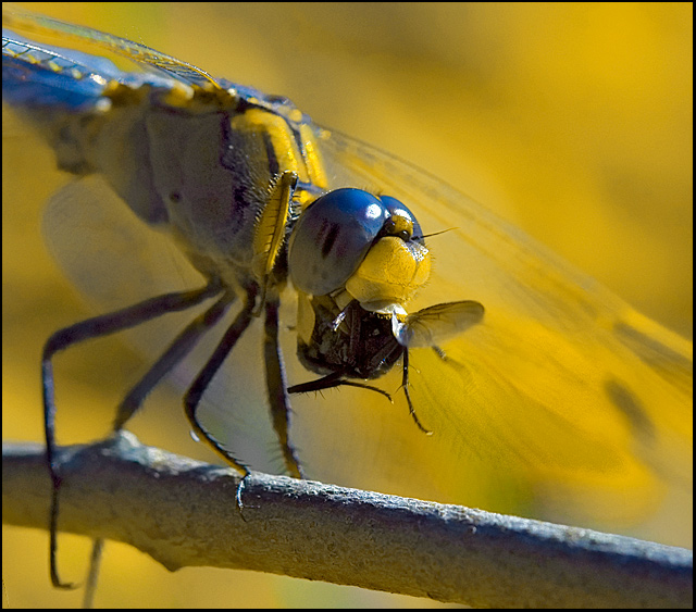 IMG_31841dragonfly&fly-s4w.jpg