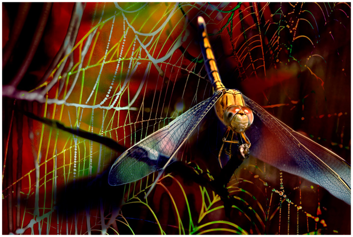 day 1. feb 08. overlays. dragonfly & spider's web