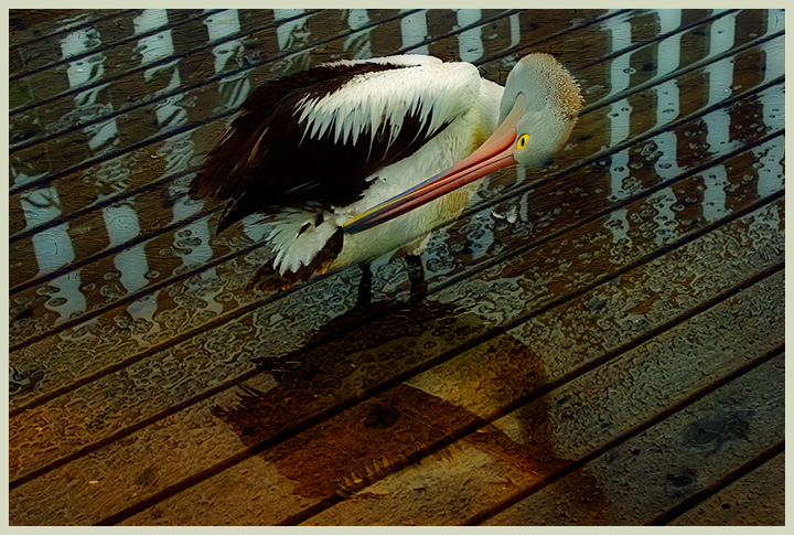 day 4. feb 08 overlays. pelican