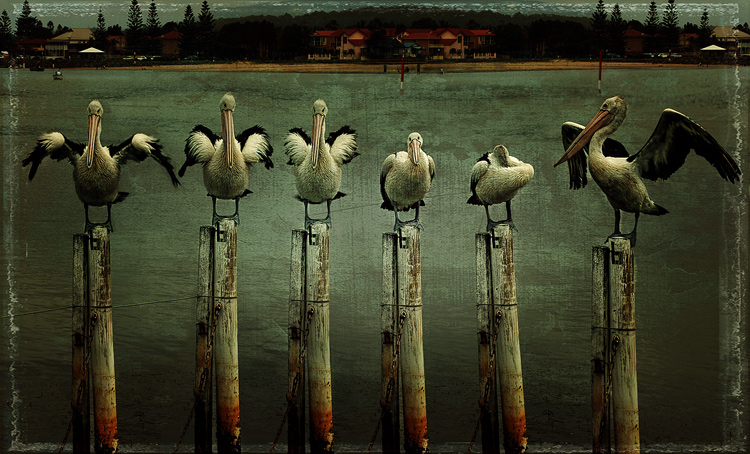 pelicans