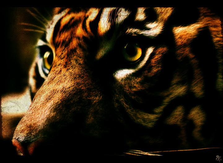 11-may 08. eye of the tiger