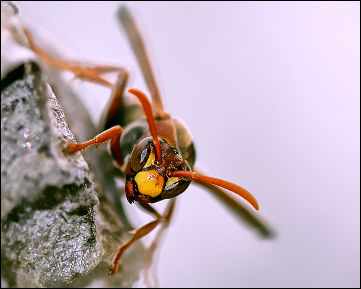 1-june 08. before&after. paper wasp