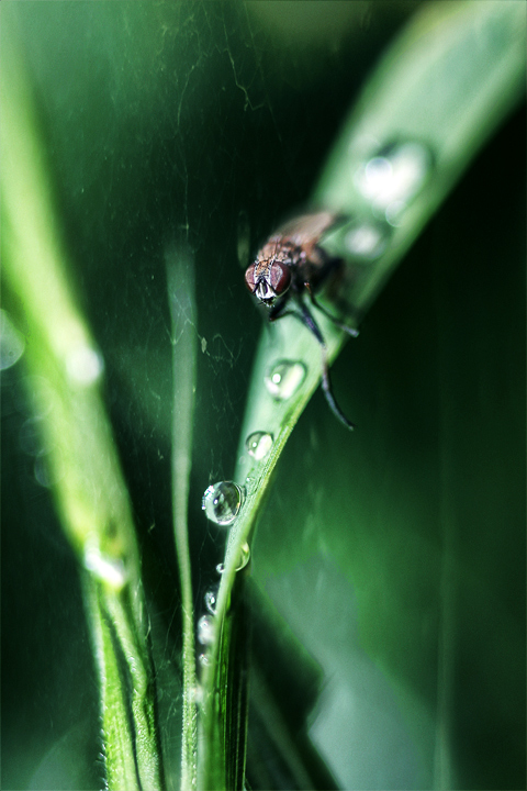 11-dec 08 wotever. fly on grass with droplets