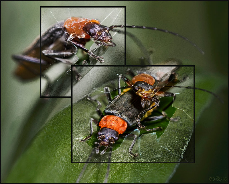 16-feb 09 diptychs. voyeurism in macro