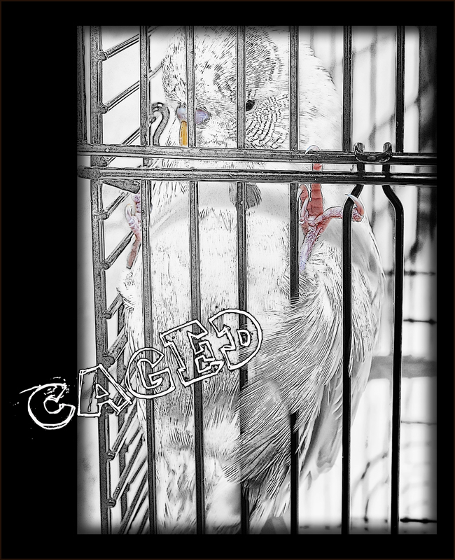 20-aug 2010 wotever. caged
