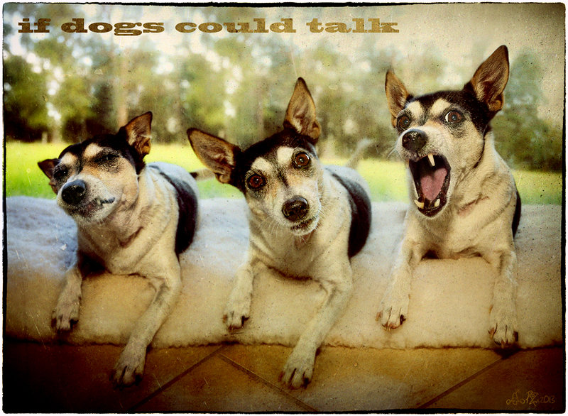 no.27 - March 2013 - Anything Goes - if dogs could talk