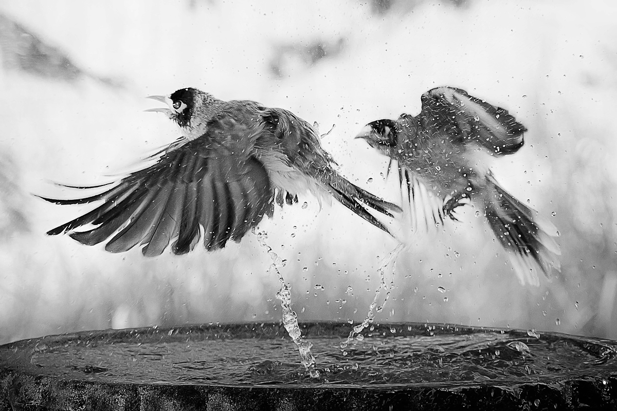 birds with attitude in black and white