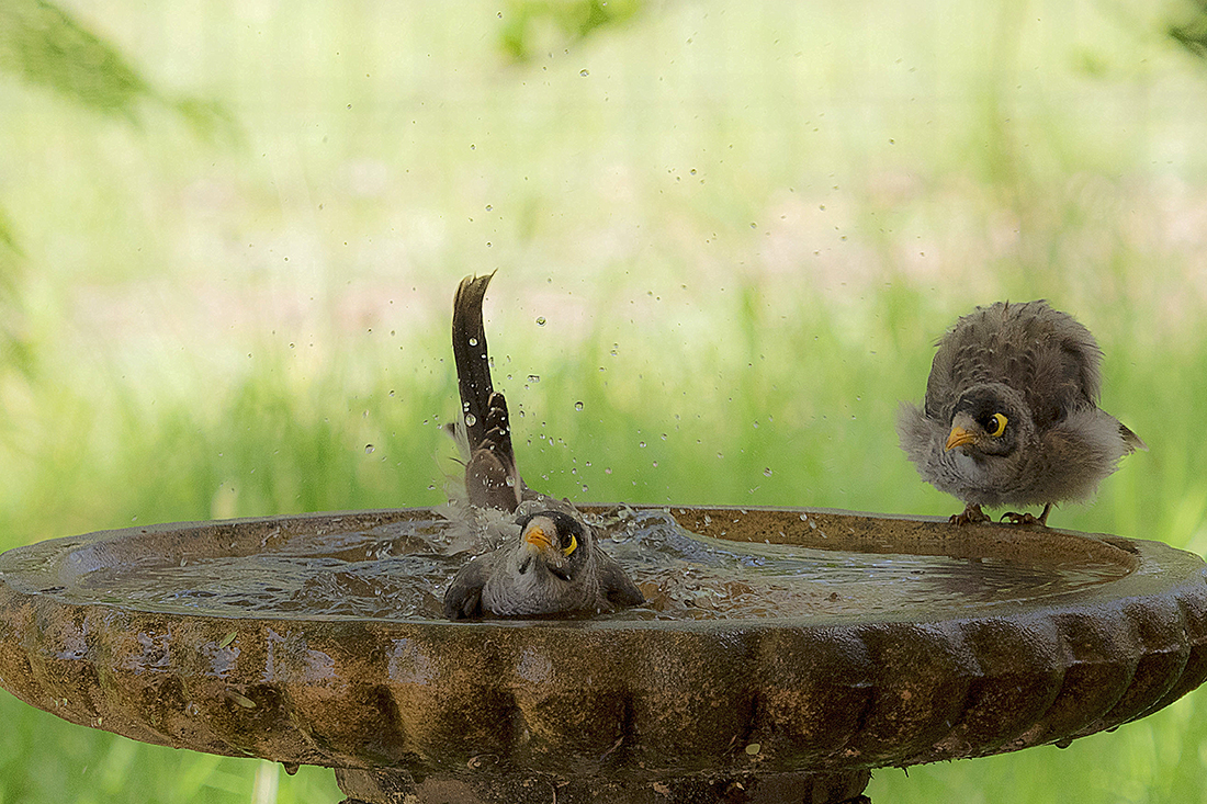 puffed up