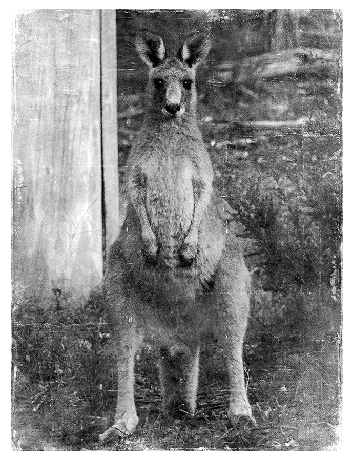 a kangaroo .. !! .. ;)