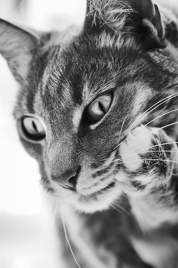 an expressive cat called molly