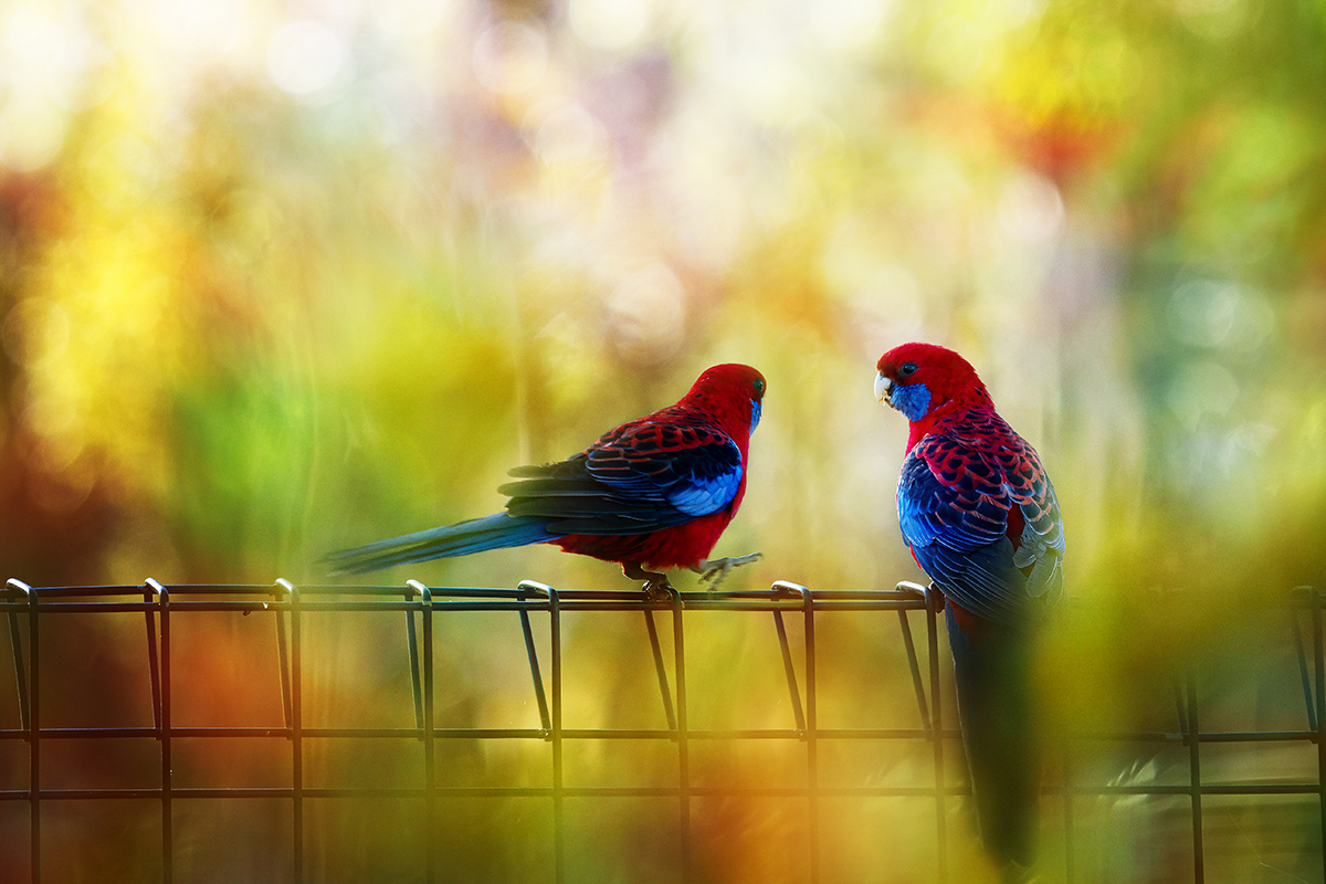 crimson rosellas 