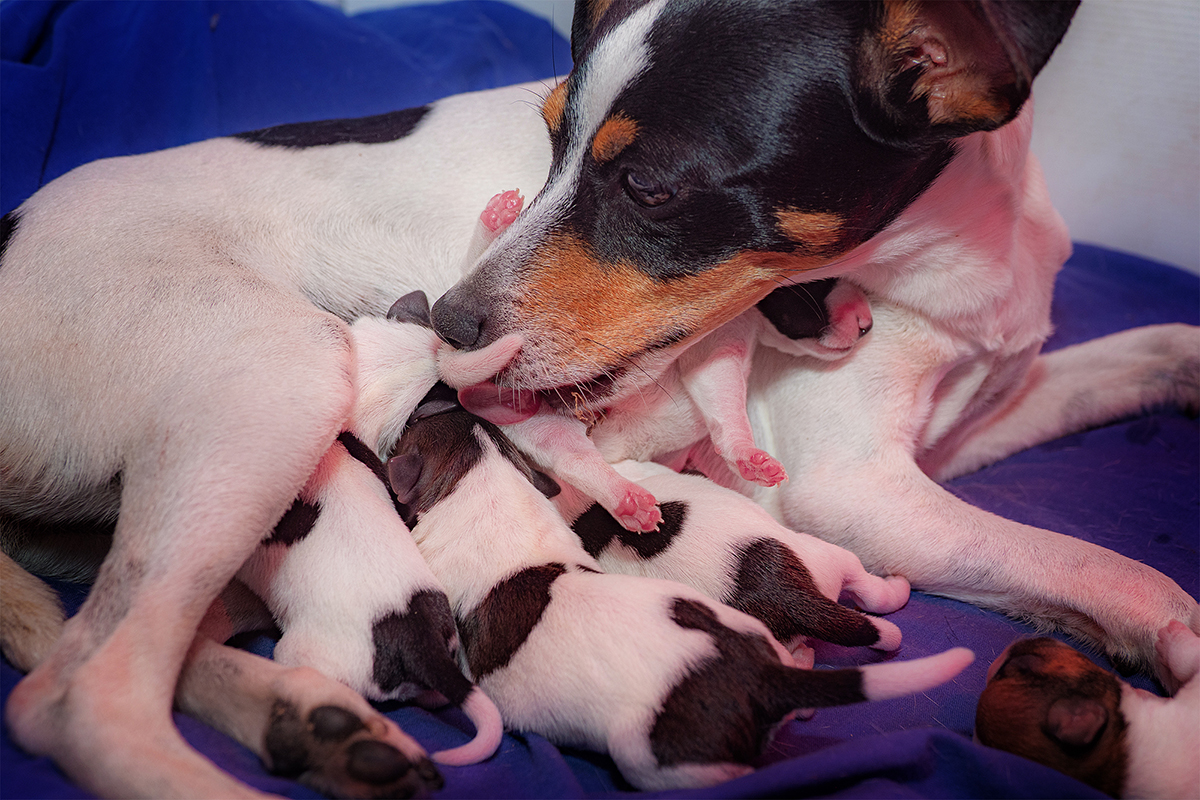 Toddy's mum and his siblings